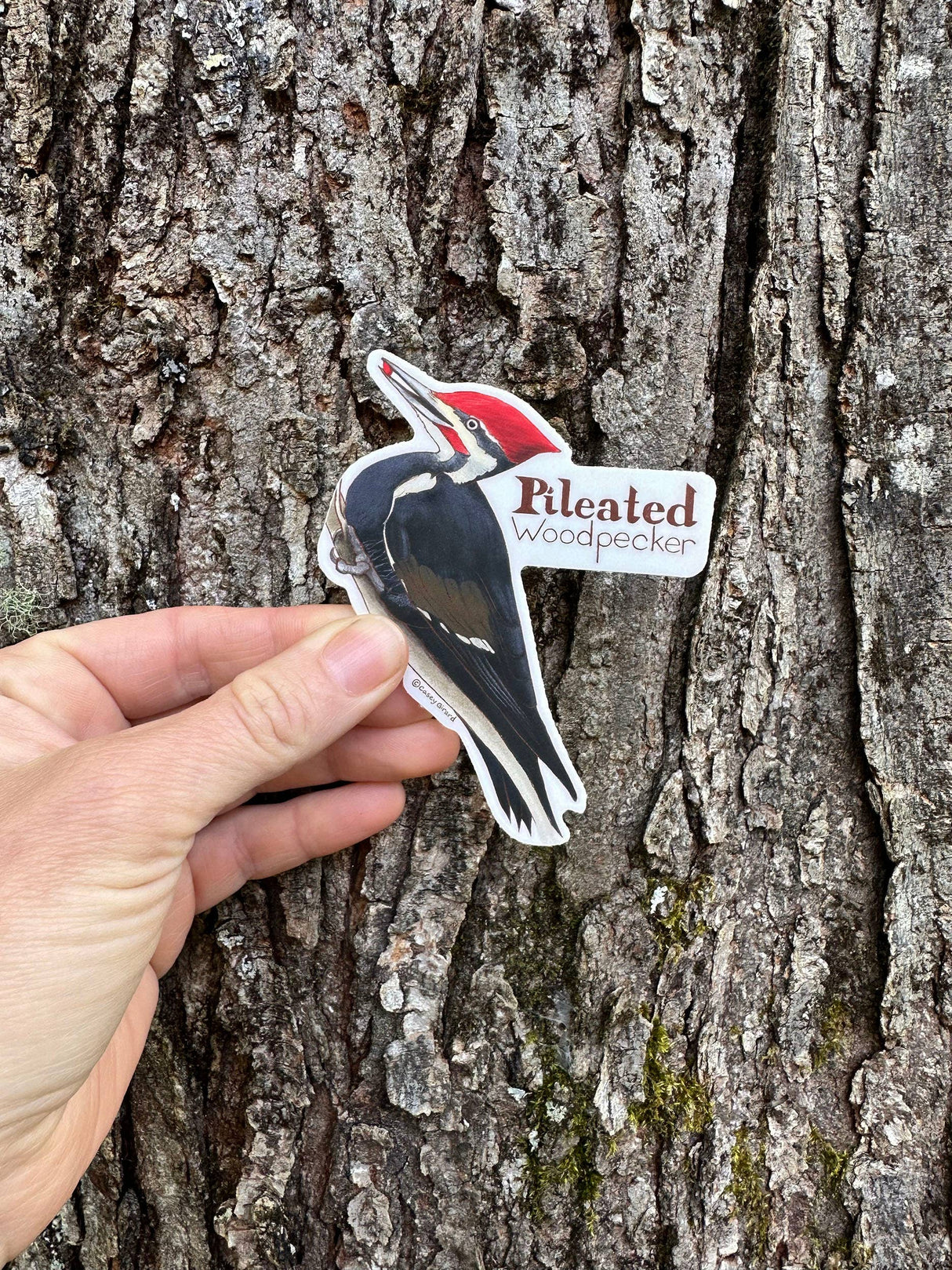 Pileated Woodpecker Sticker