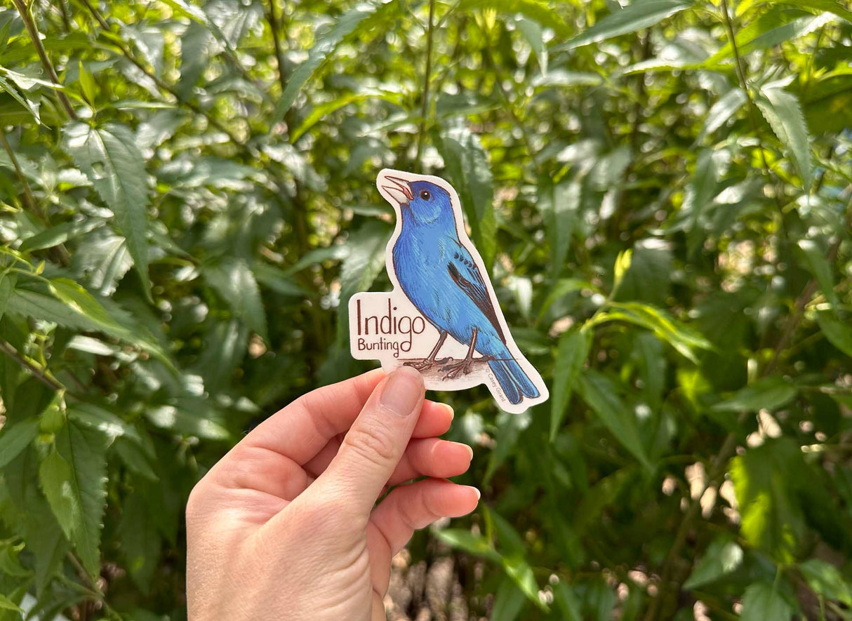 Indigo Bunting Sticker