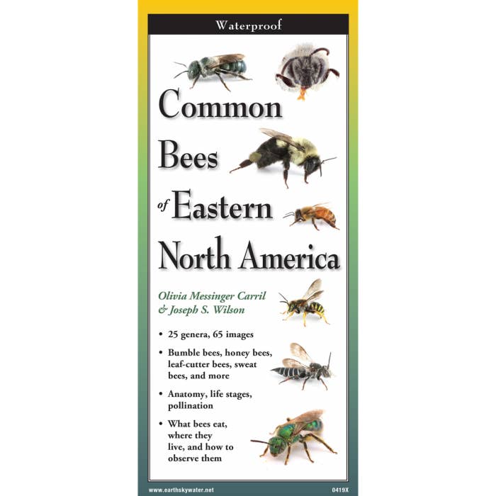 Common Bees of Eastern North America