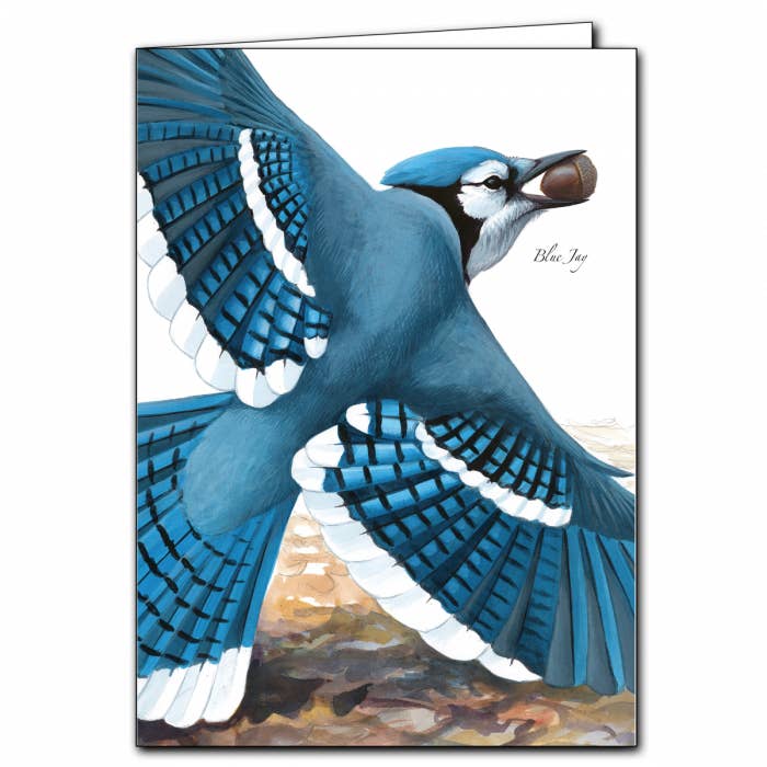 Sibley's Blue Jay Card