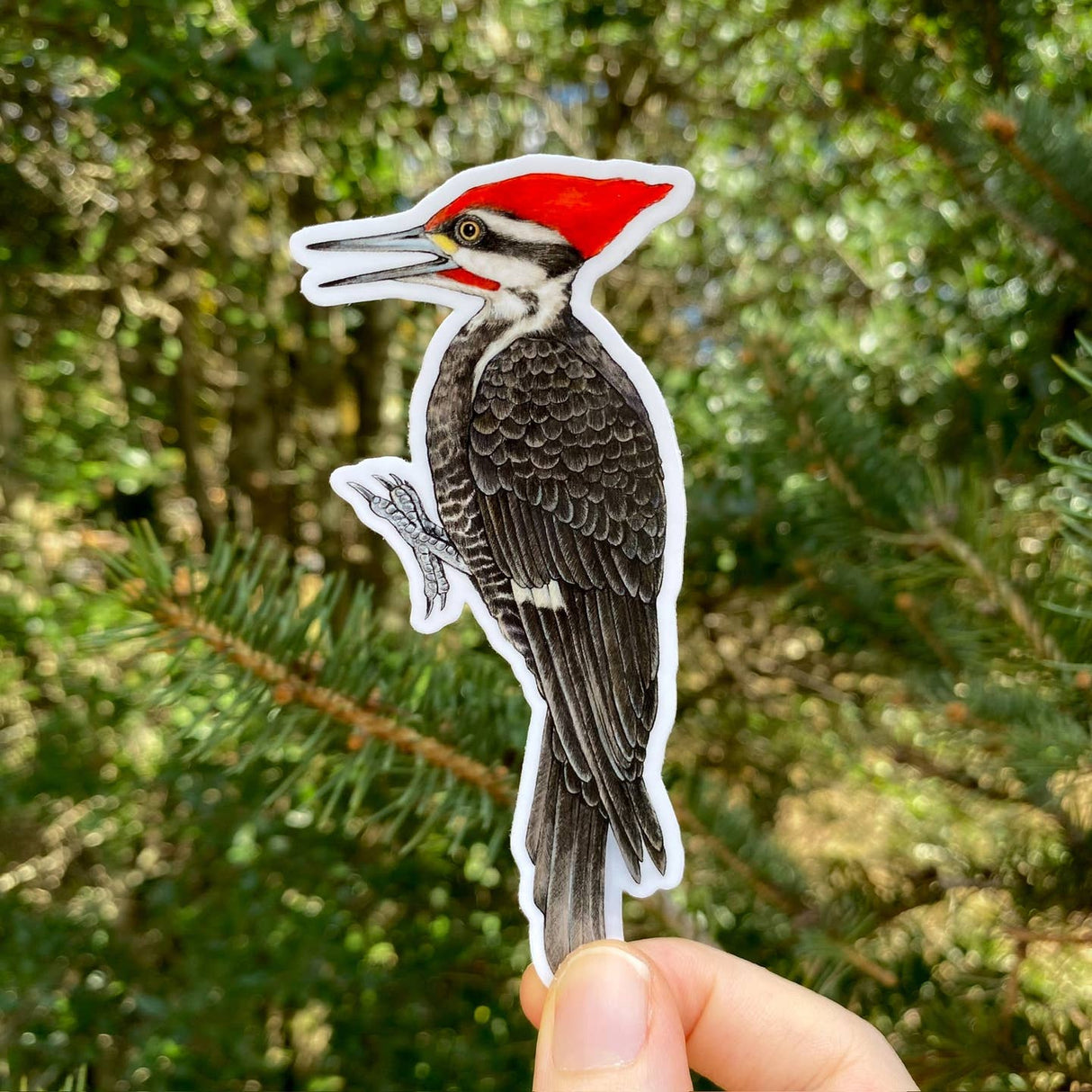 Pileated Woodpecker Sticker