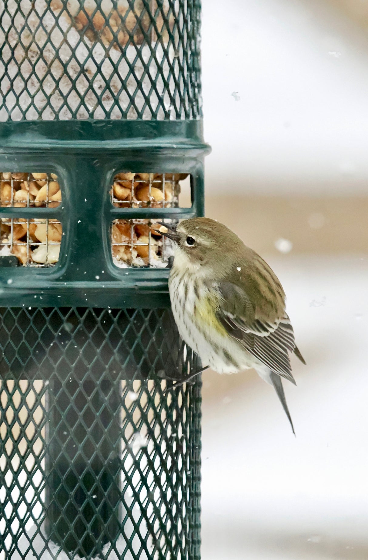 Squirrel Buster Peanut Feeder