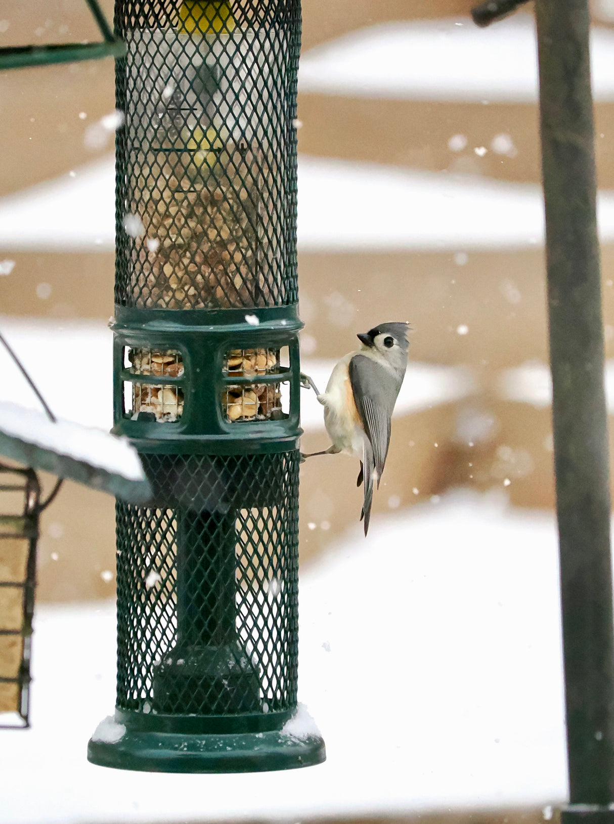 Squirrel Buster Peanut Feeder