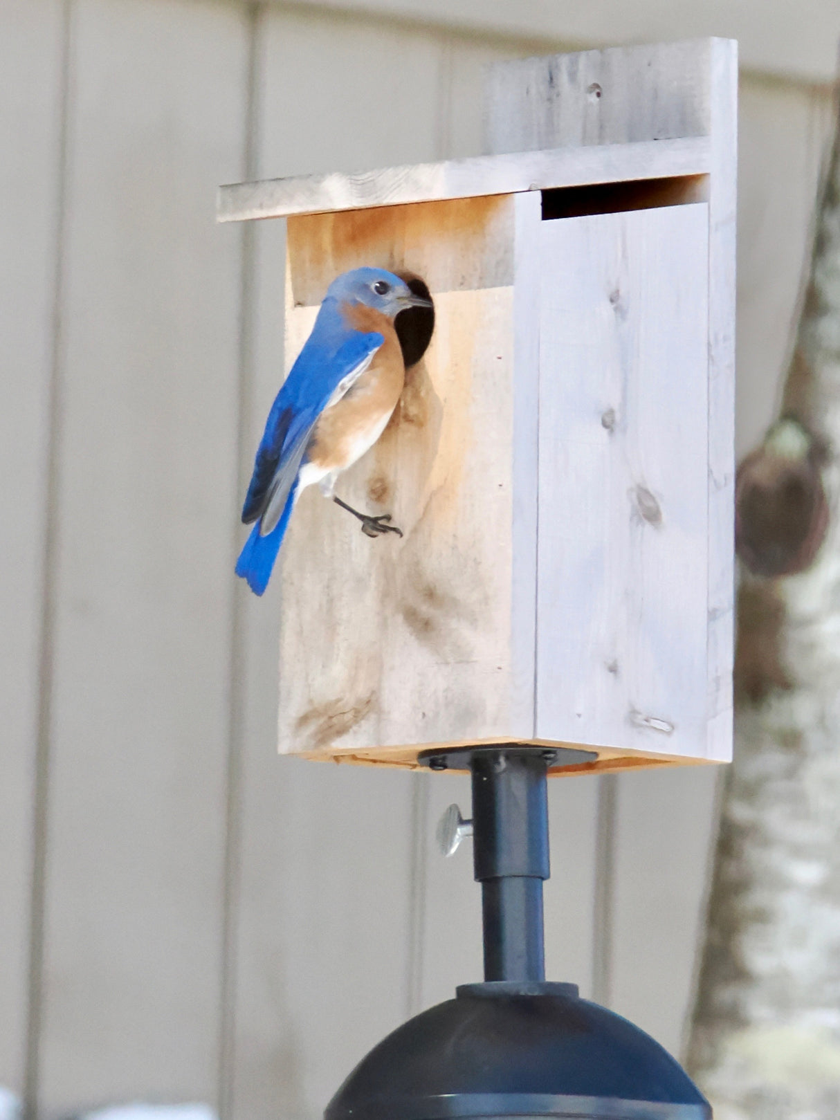Economy Bluebird House