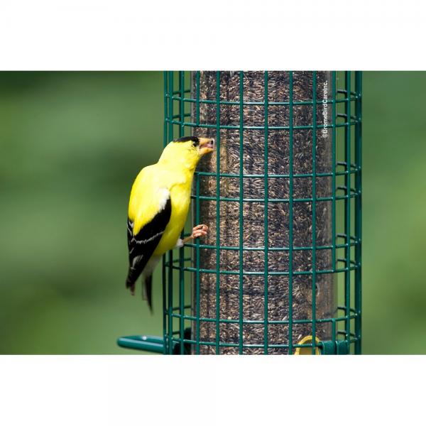 Squirrel Buster Finch Feeder