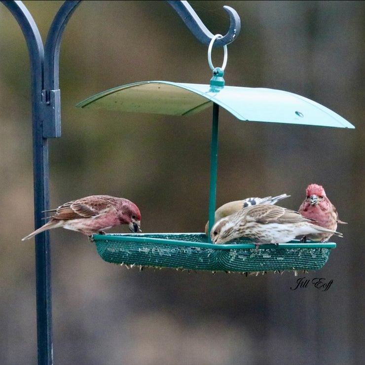 Green Metal Multipurpose Feeder