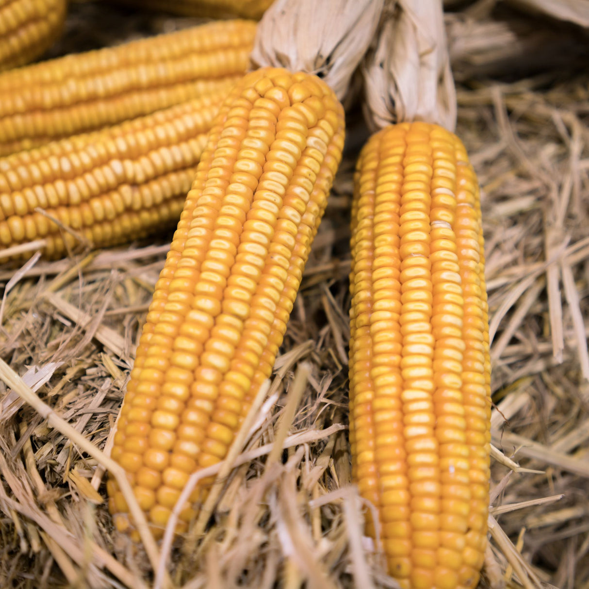 Ear Corn 6.5#