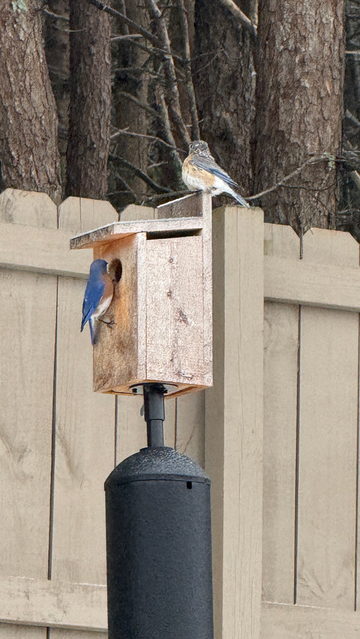 Economy Bluebird House
