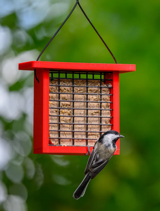 Recycled Plastic Suet Feeder