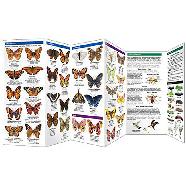 Butterflies and Pollinators A Folding Pocket Guide to Familiar Species