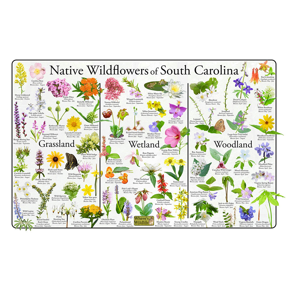 South Carolina Wildflowers Poster 16x24