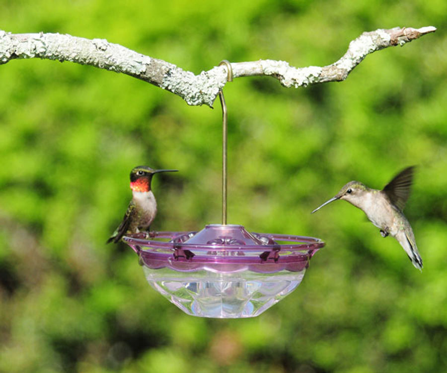 HummBlossom 4oz Feeder PLUM
