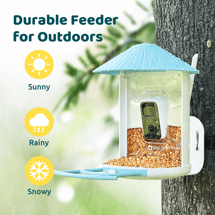 Birdfy Feeder with Solar Panel
