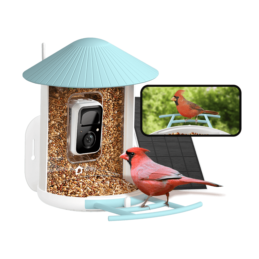 Birdfy Feeder with Solar Panel