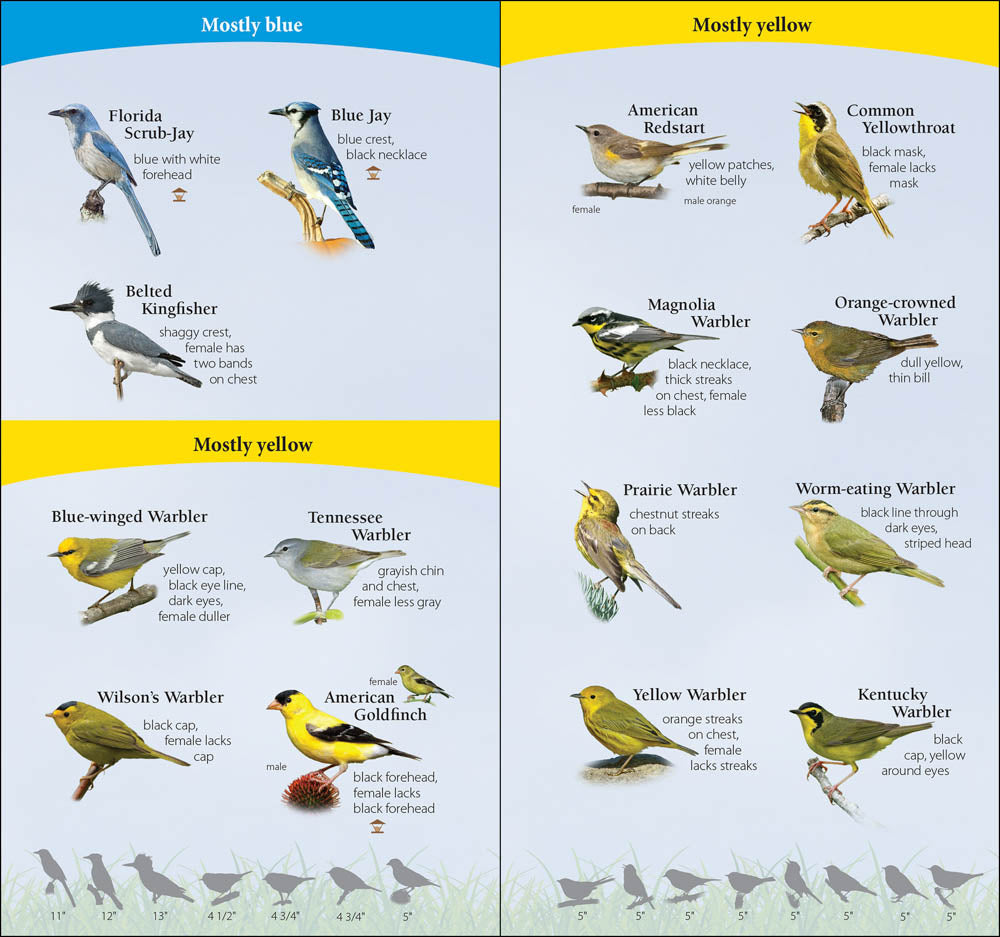 Birds of the Southeast