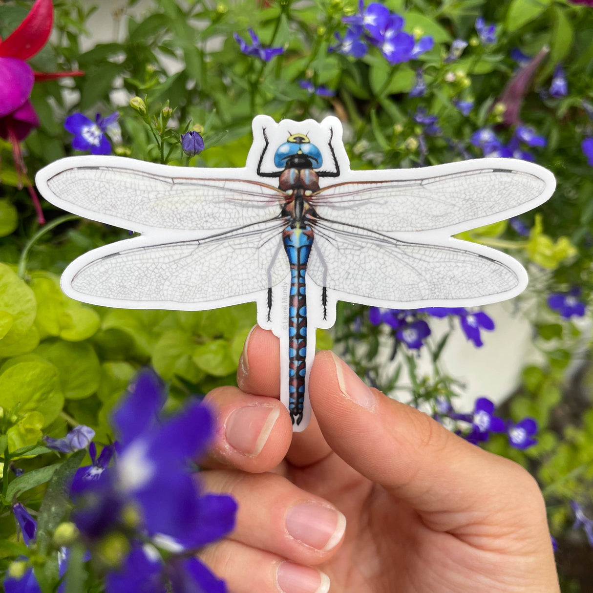 Blue Darner Dragonfly Sticker