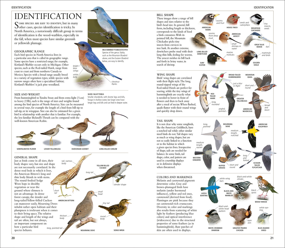 Pocket Birds of North America Eastern Region