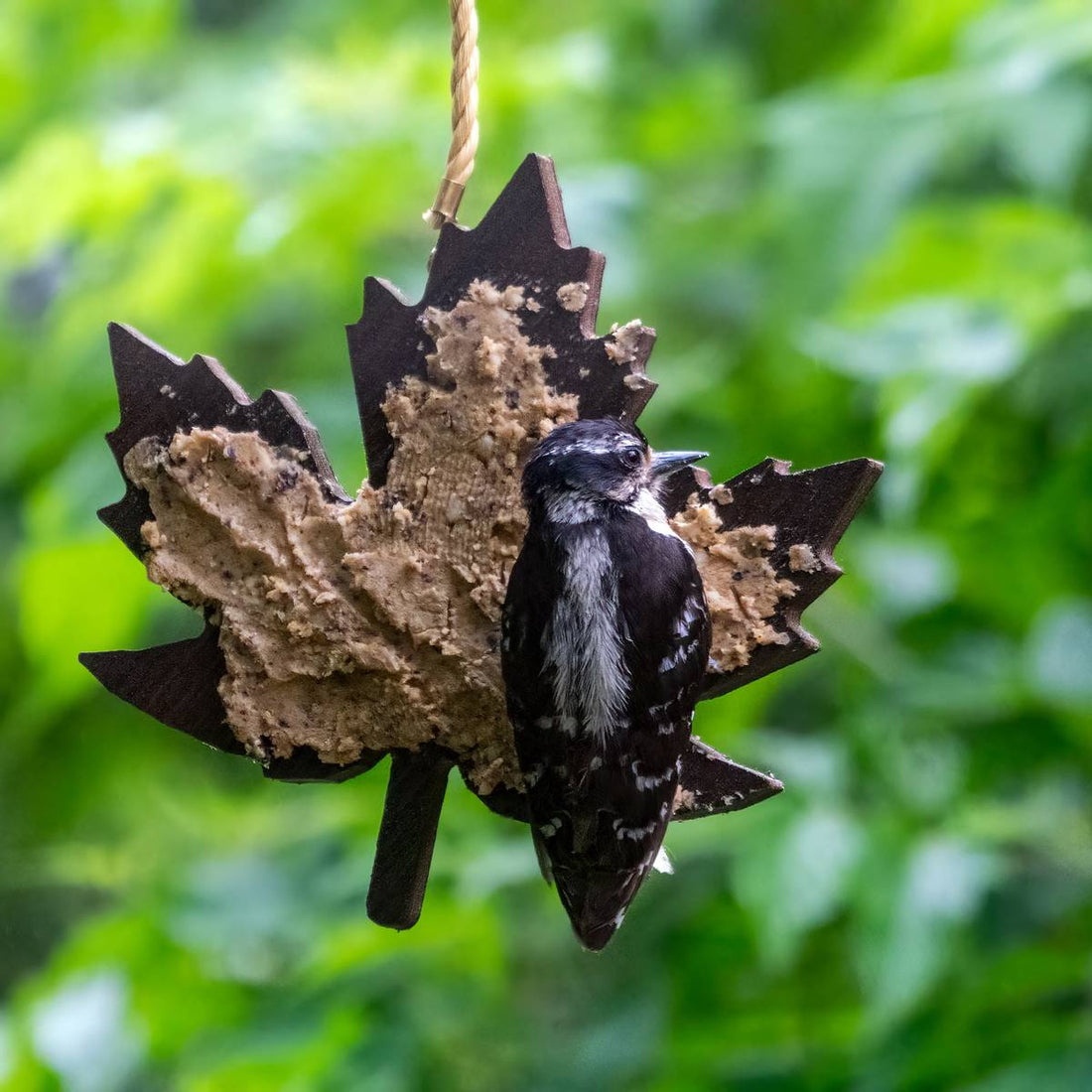 Bark Icing Feeder - Maple Leaf
