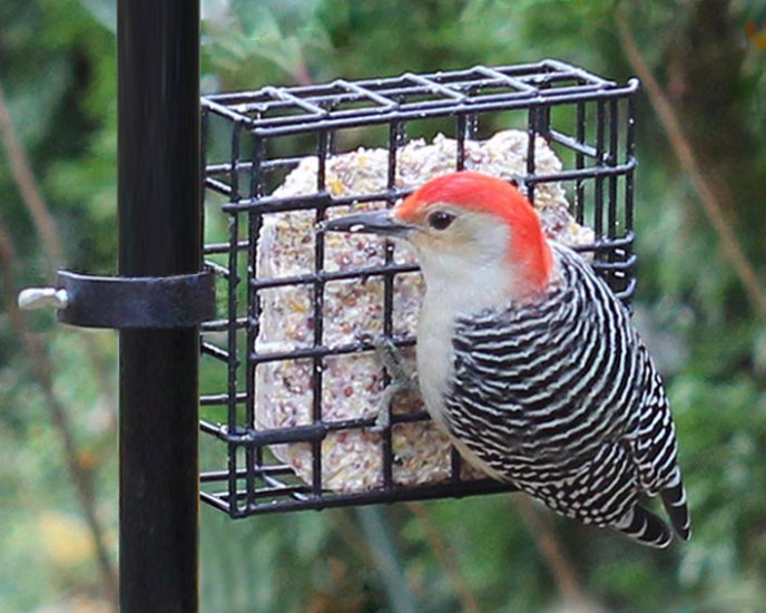 Pole Mount Single Suet Feeder