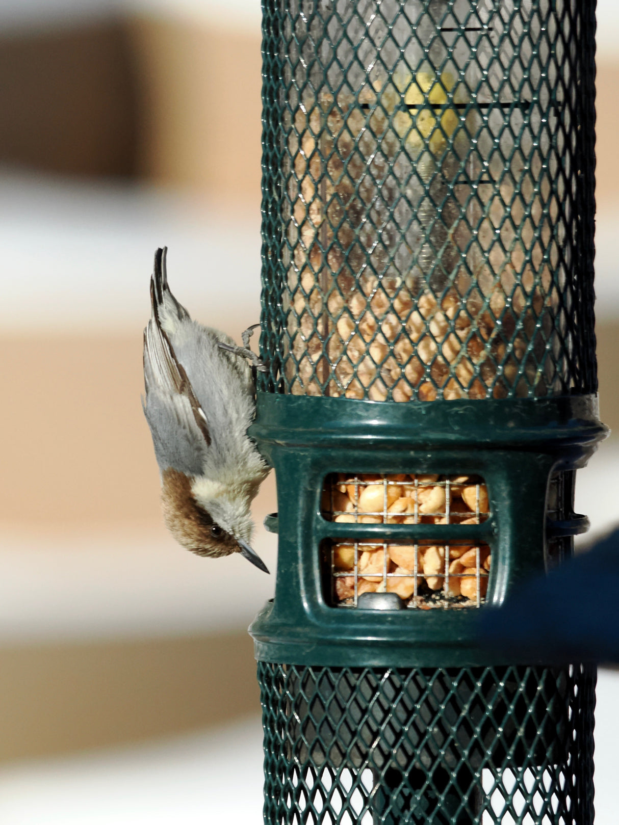 Squirrel Buster Peanut Feeder