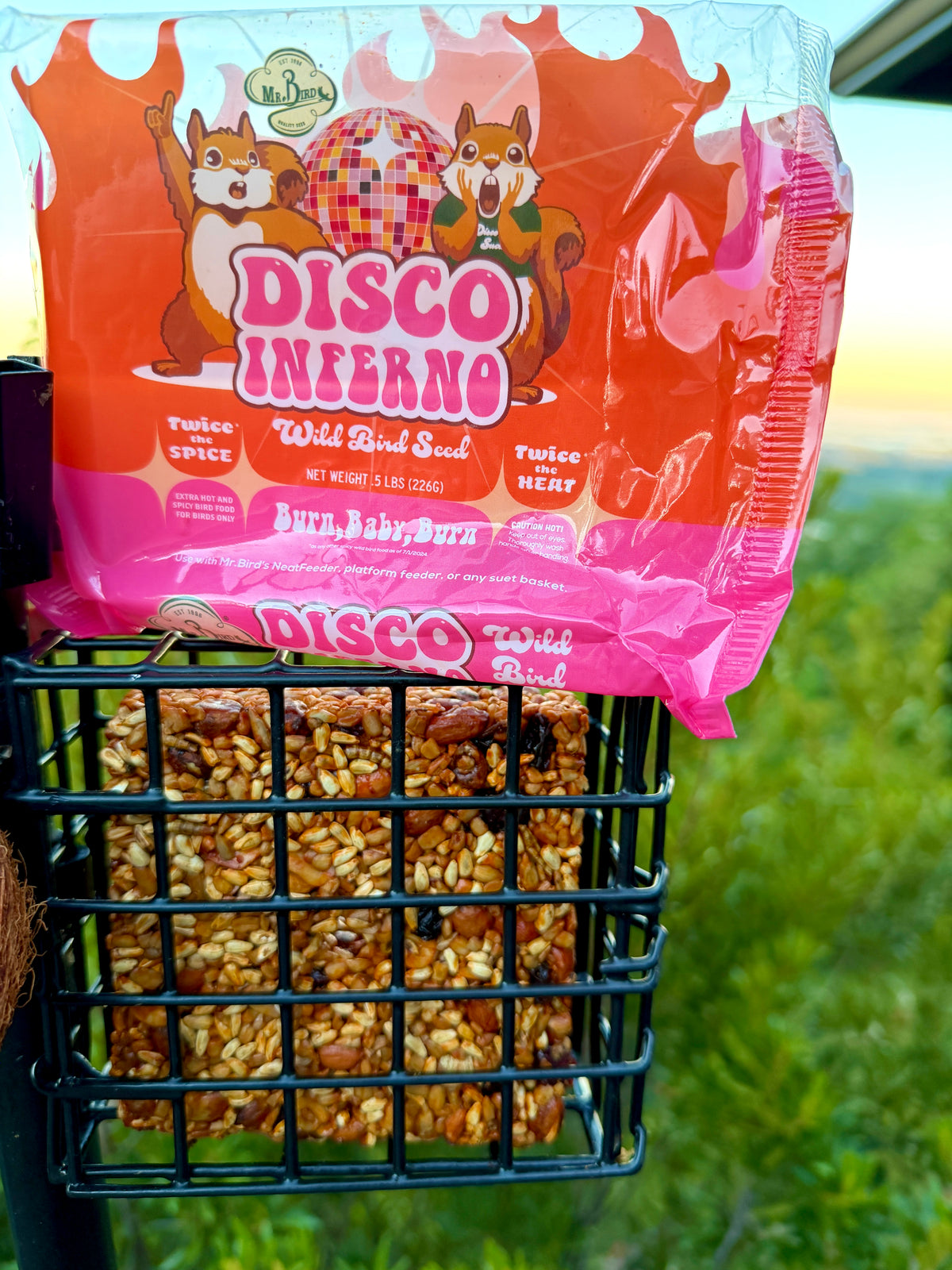 Disco Inferno Seed Cake - Small