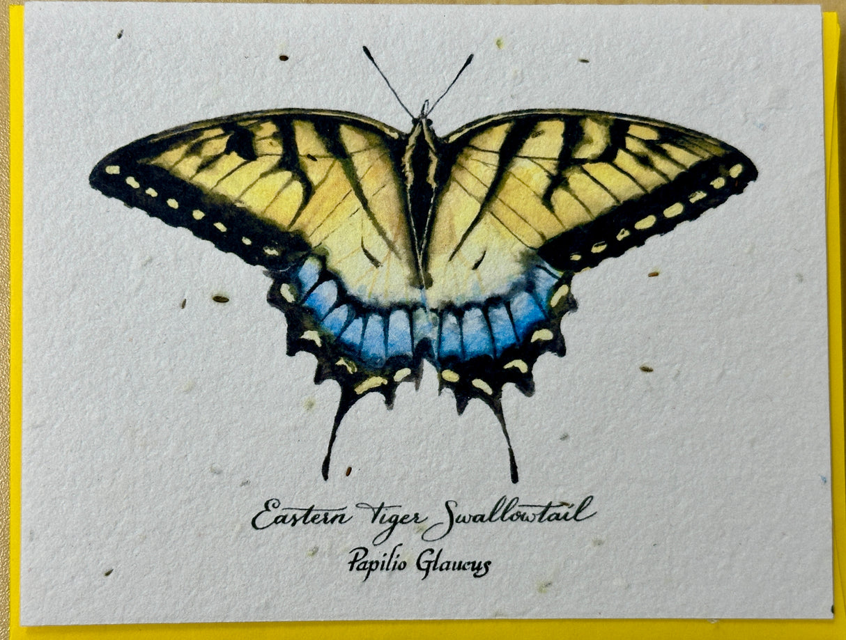 Swallowtail Butterfly Seed Card Native Wildflower Mix