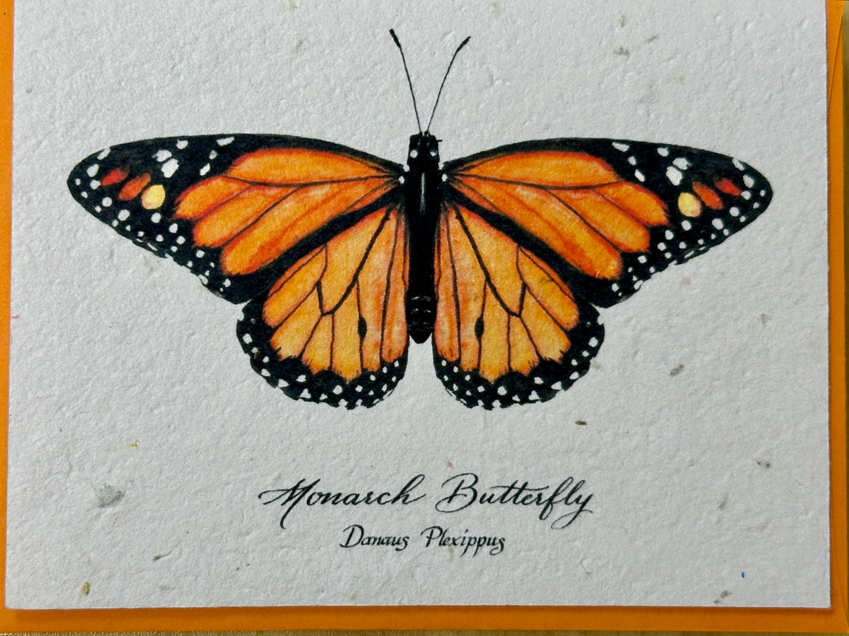 Monarch Butterfly Seed Card Native Wildflower Mix