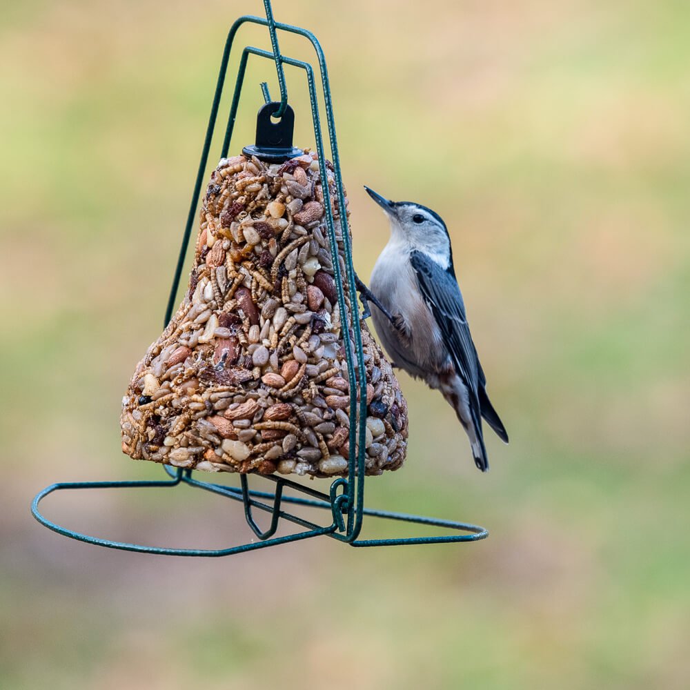 Bugs, Nuts & Fruit – Bell