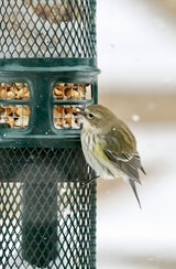 Squirrel Buster Peanut Feeder