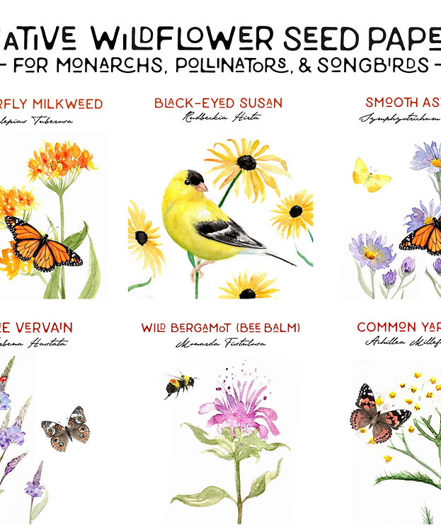 "Sending Seeds & Sunshine" Goldfinch Seed Card Native Wildflowers