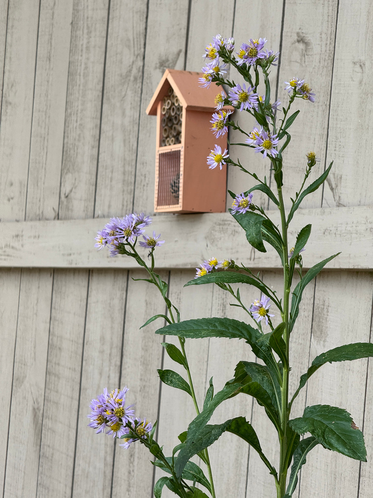 Dual Chamber Insect House