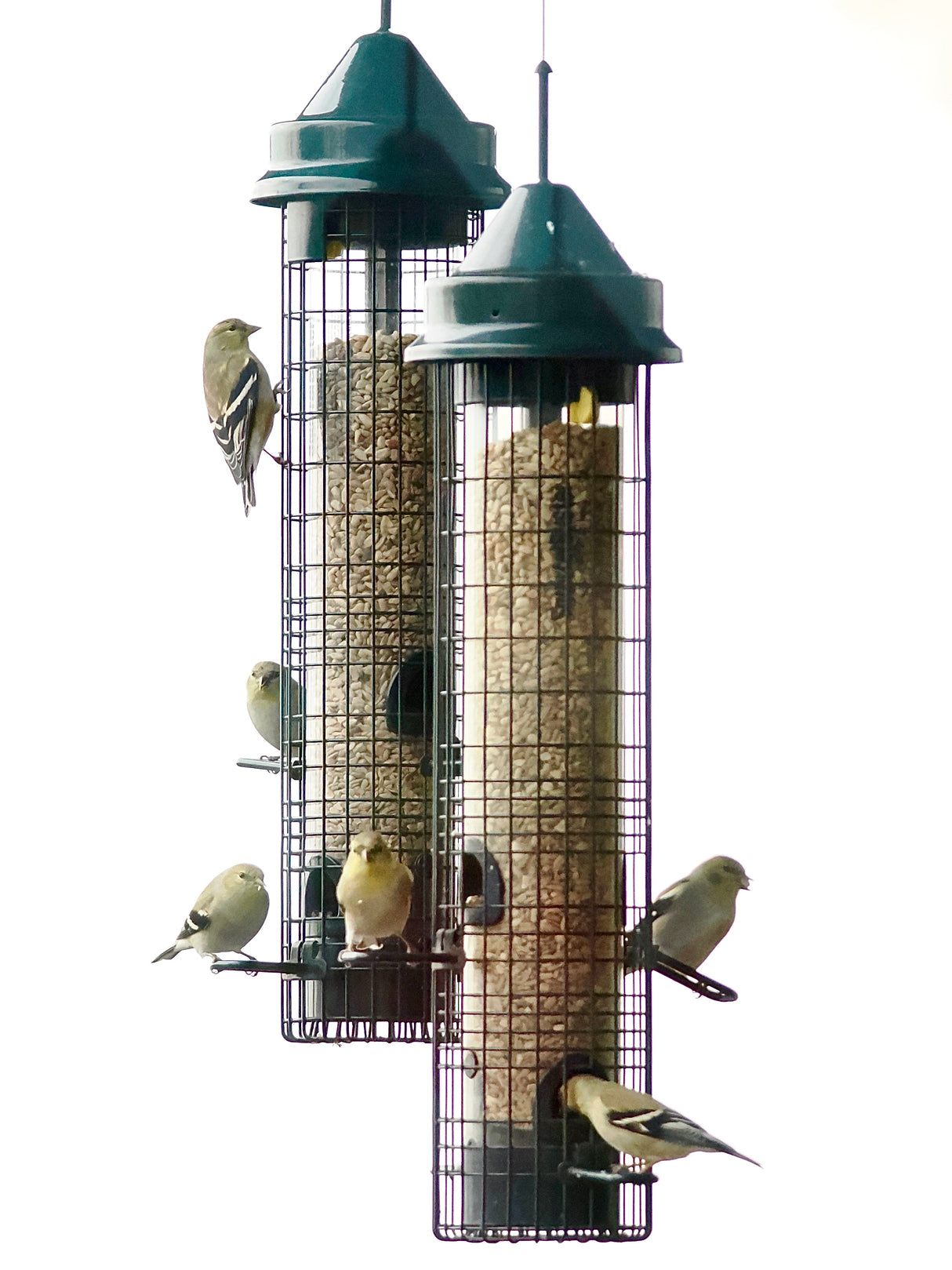 Squirrel Buster Classic