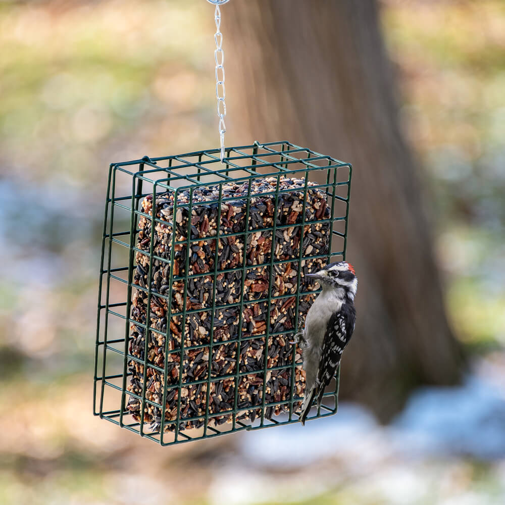 Woodpecker Feast Cake – Small
