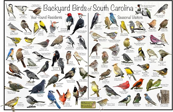 South Carolina Backyard Birds Poster 16x24