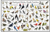 South Carolina Backyard Birds Poster 16x24