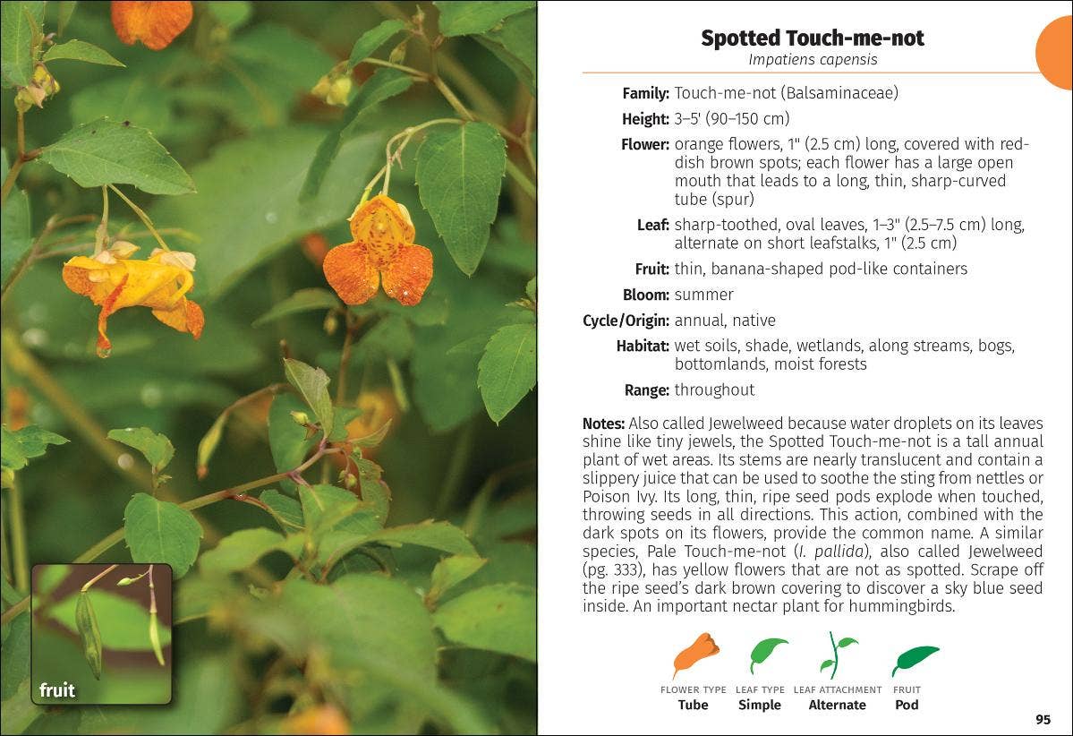 Wildflowers of Carolinas FG 2e