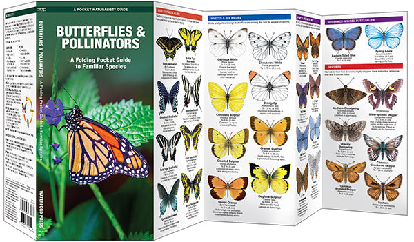 Butterflies and Pollinators A Folding Pocket Guide to Familiar Species