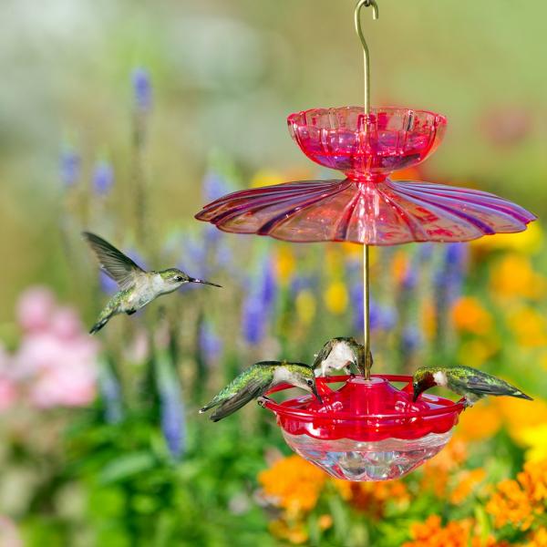 HummBlossom Accessory Kit (Dome/Ant moat)