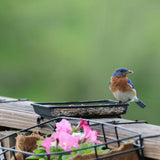 Backyard Essentials Deck & Ground Tray Feeder - Small