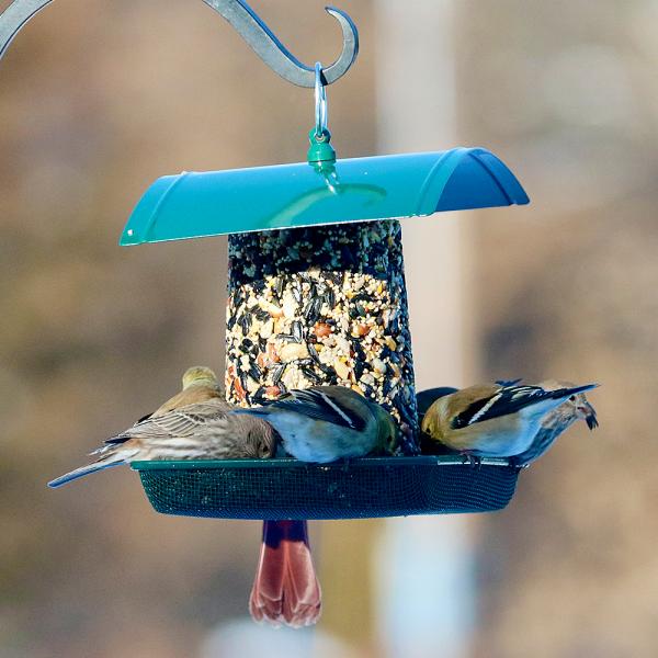Green Metal Multipurpose Feeder