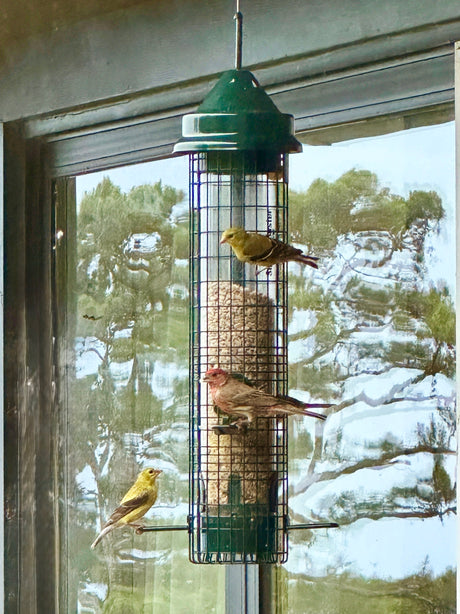 Brighter Day Blend Seed in a green Squirrel Buster Classic Feeder with Goldfinches and house finches perching.