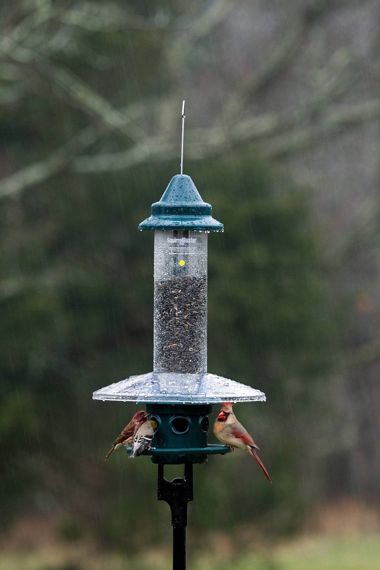 Squirrel Buster Plus Complete