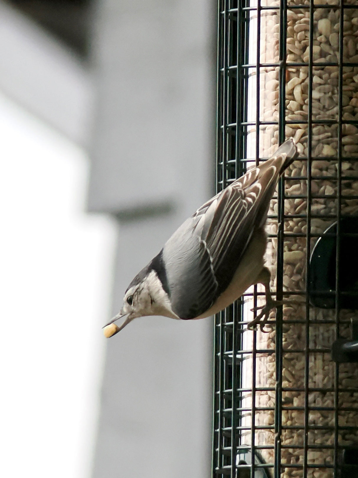 Squirrel Buster Classic