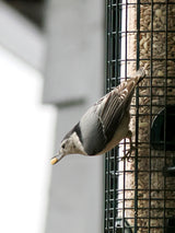 Squirrel Buster Classic