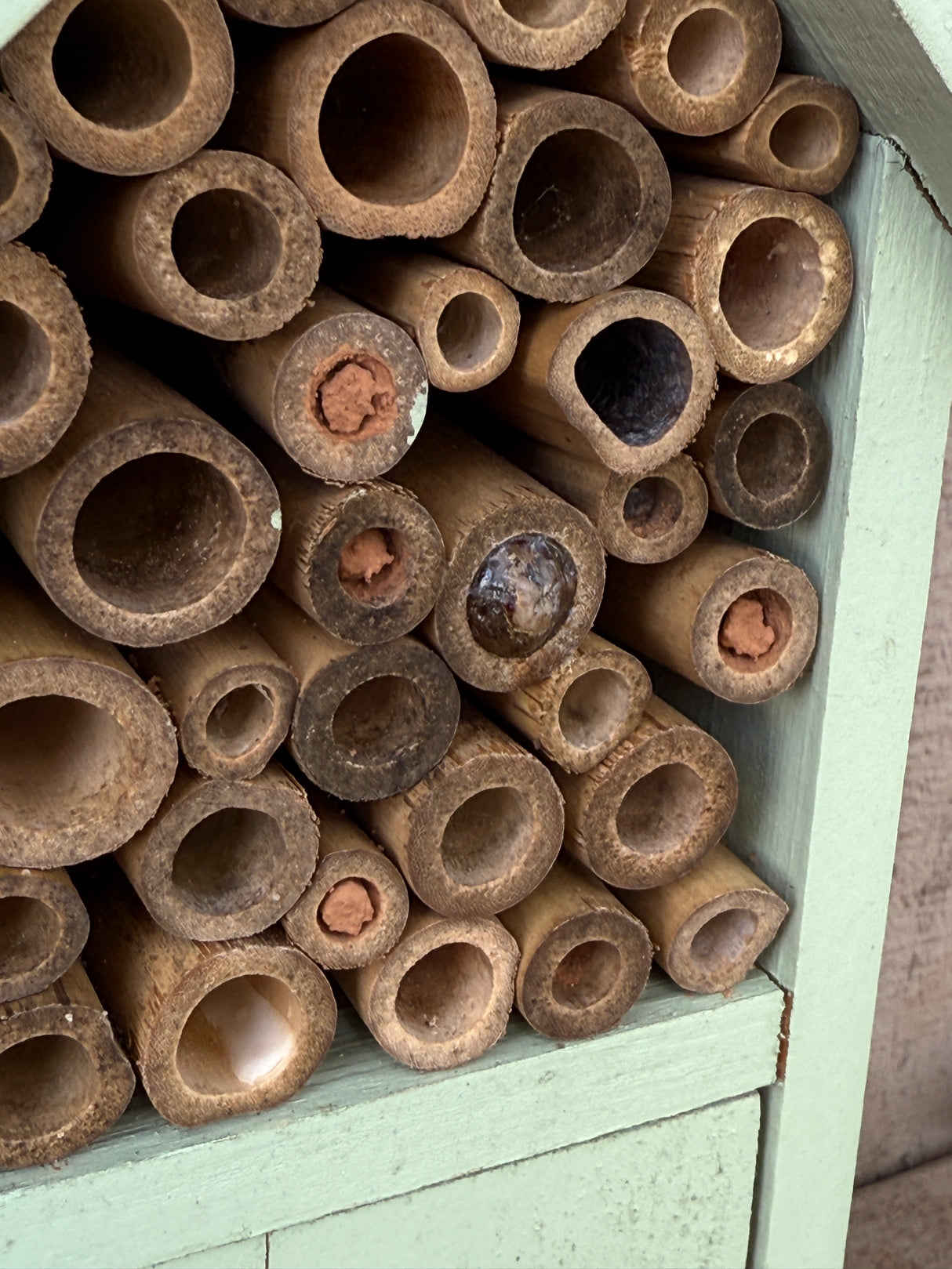 Dual Chamber Insect House