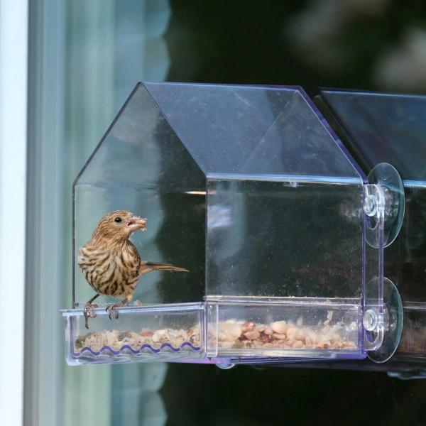 Clear Window Feeder