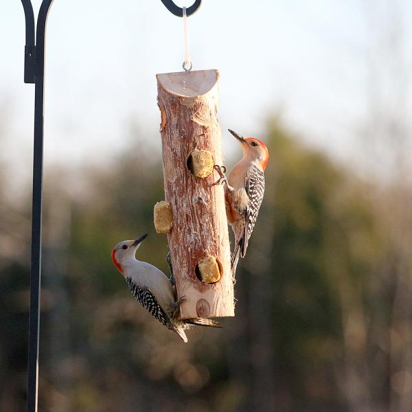 3 Plug Suet Log Feeder without Perches