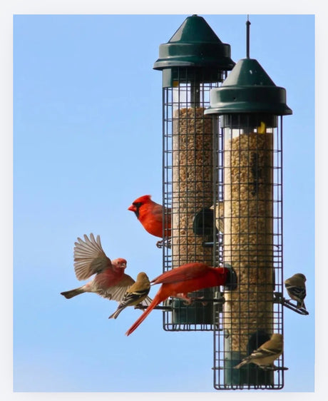 Two tall cylindrical bird feeders, Brome Squirrel Buster Classics, filled with Brighter Day blend seed, hanging against a clear blue sky, with several red northern cardinals, red and tawny house finches and yellow goldfinch birds perched on eating seed and flying around the feeders.