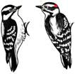 Downy Woodpecker Earrings