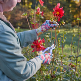 Heirloom Nitrile Weeder Gloves